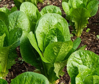 Lettuce Seeds