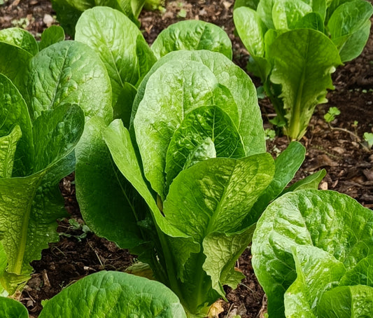 Lettuce Seeds