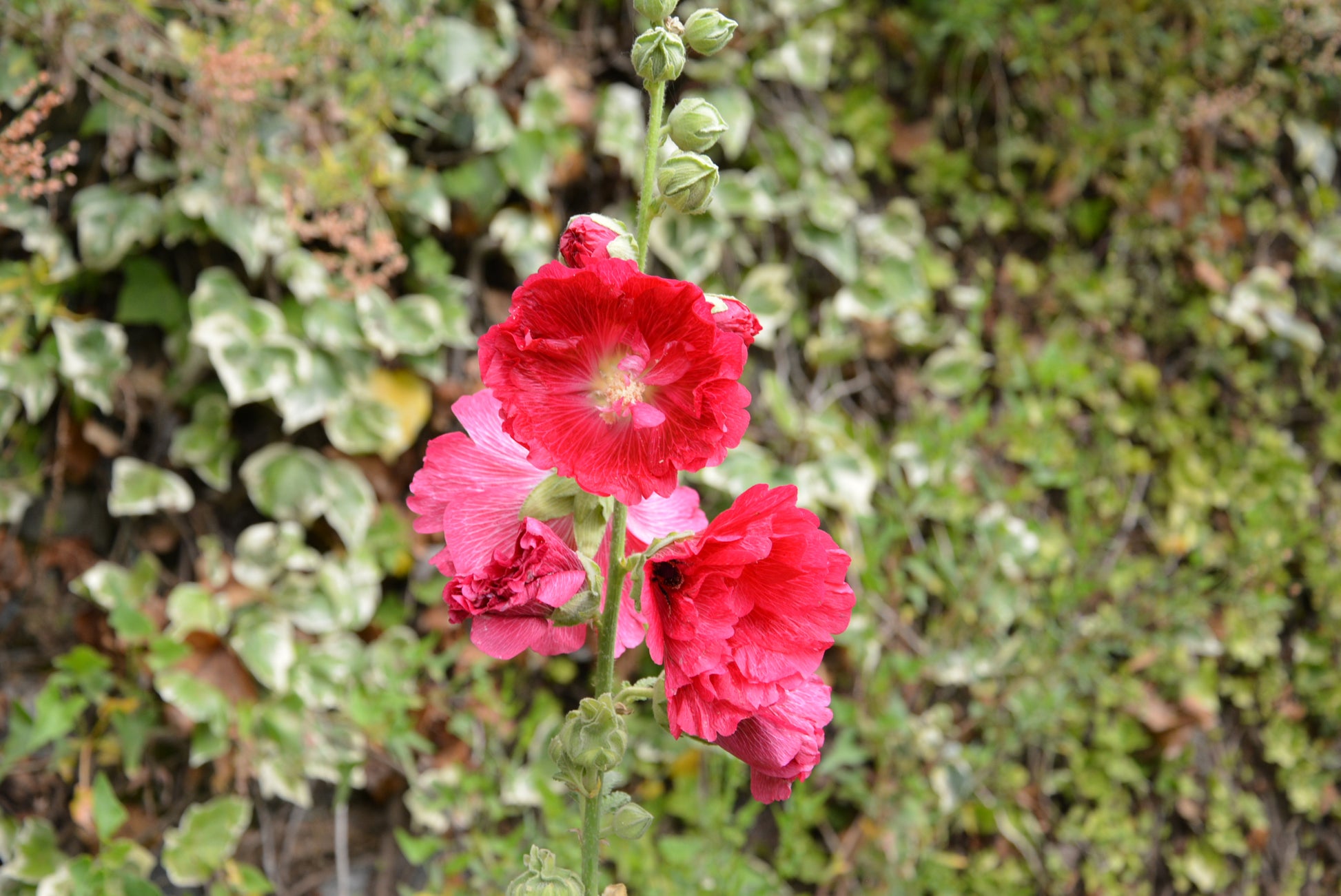 Hollyhock Seeds