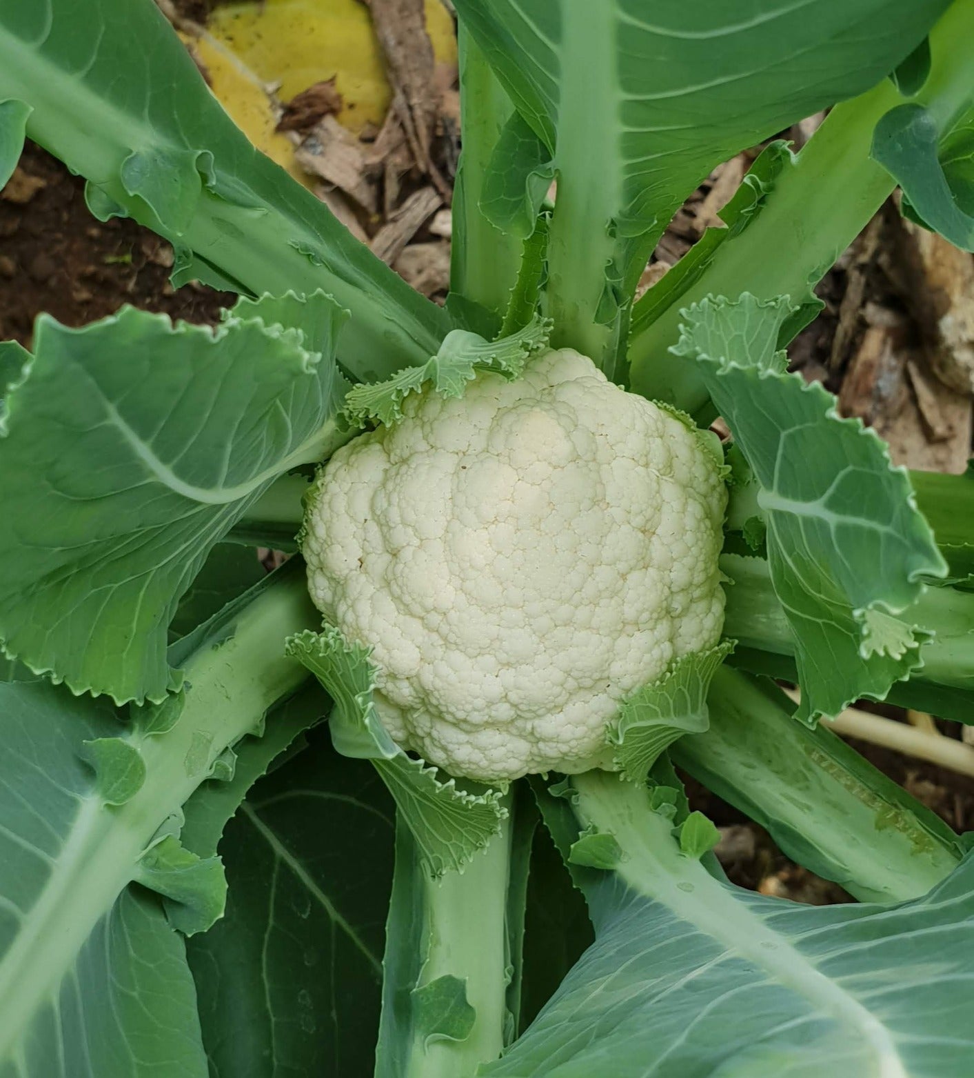 Cauliflower seeds