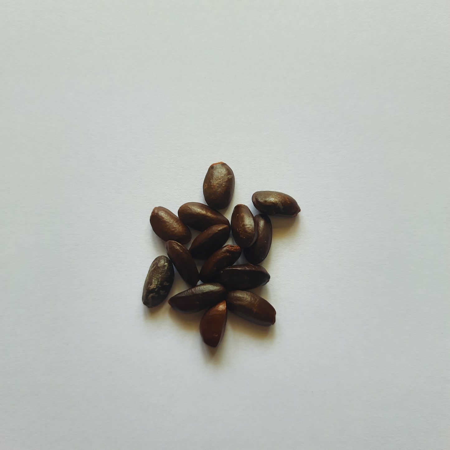 Custard Apple seeds