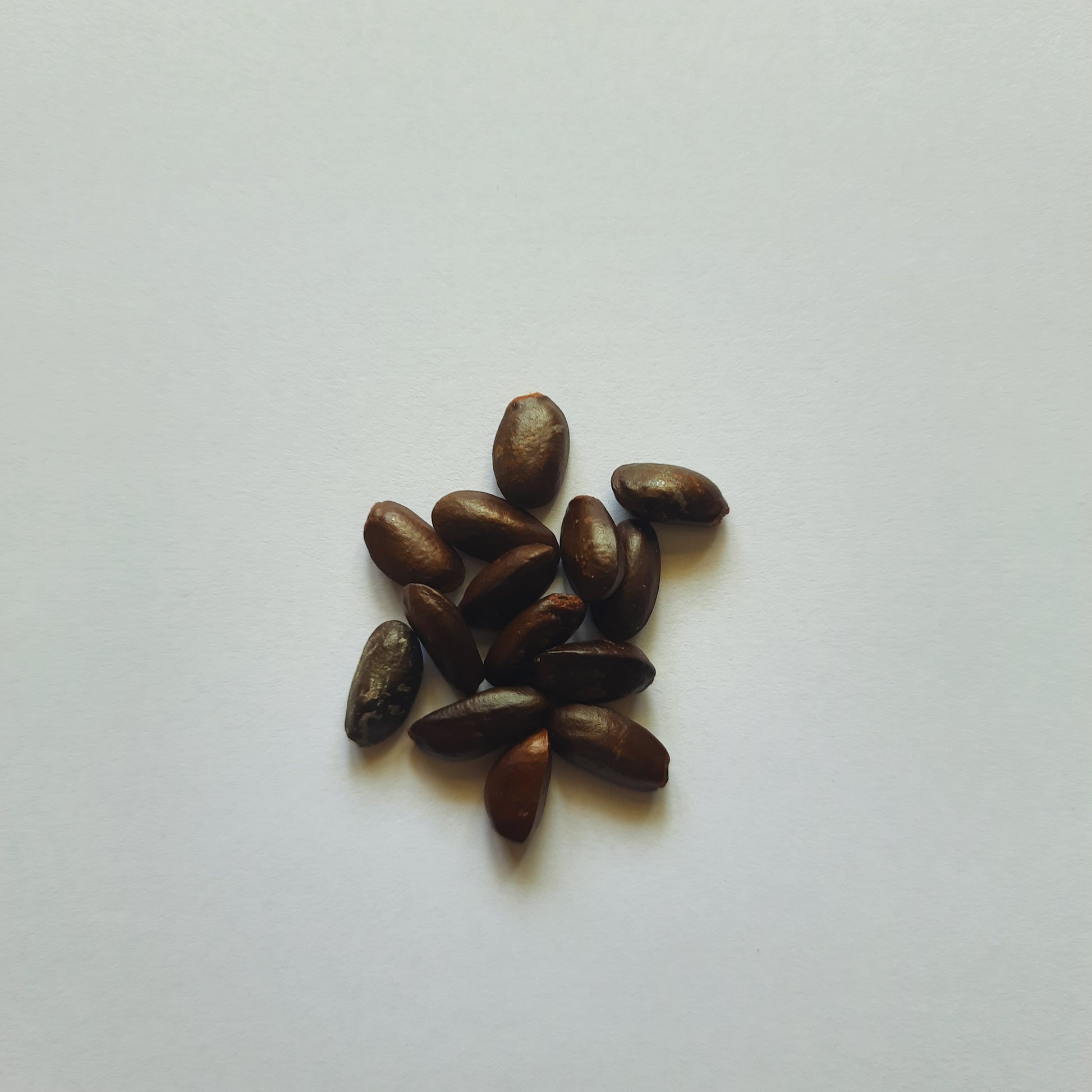Custard Apple seeds