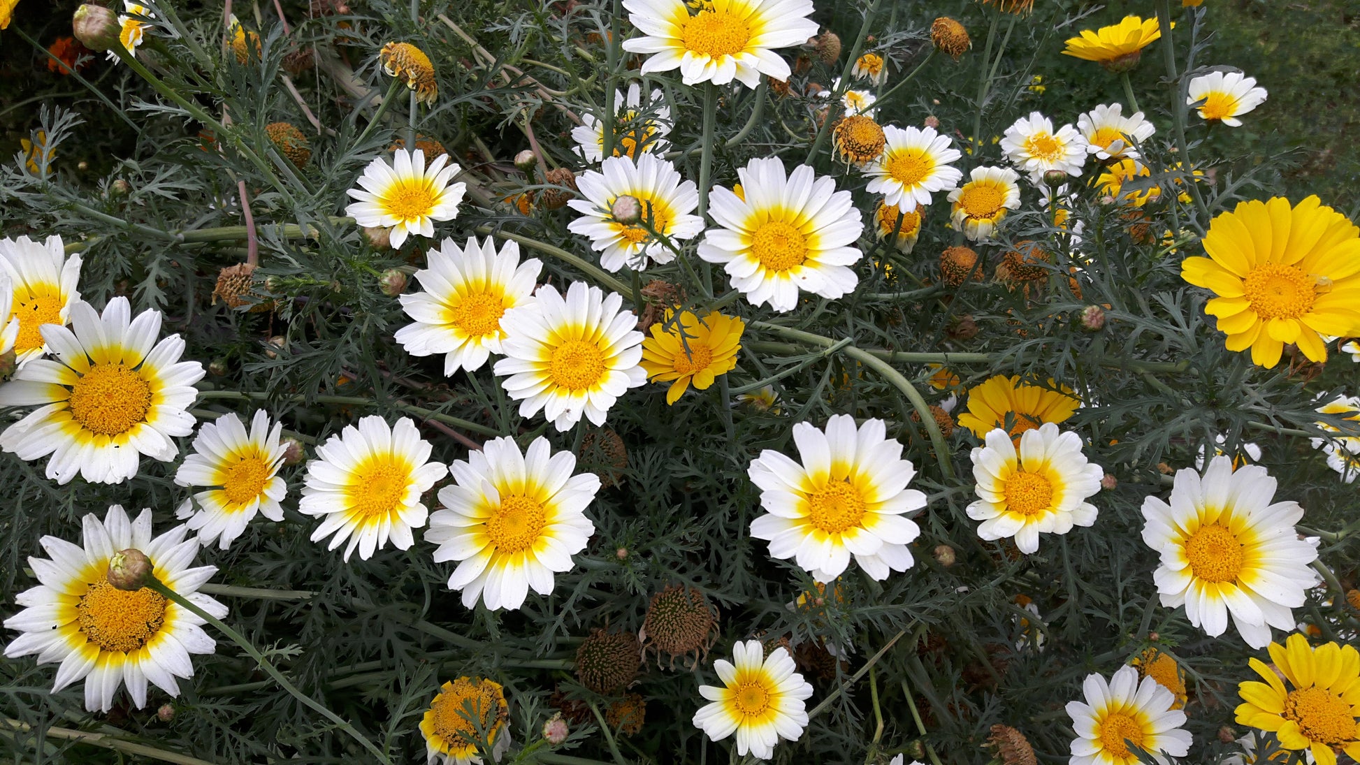 Crown Daisy Seeds