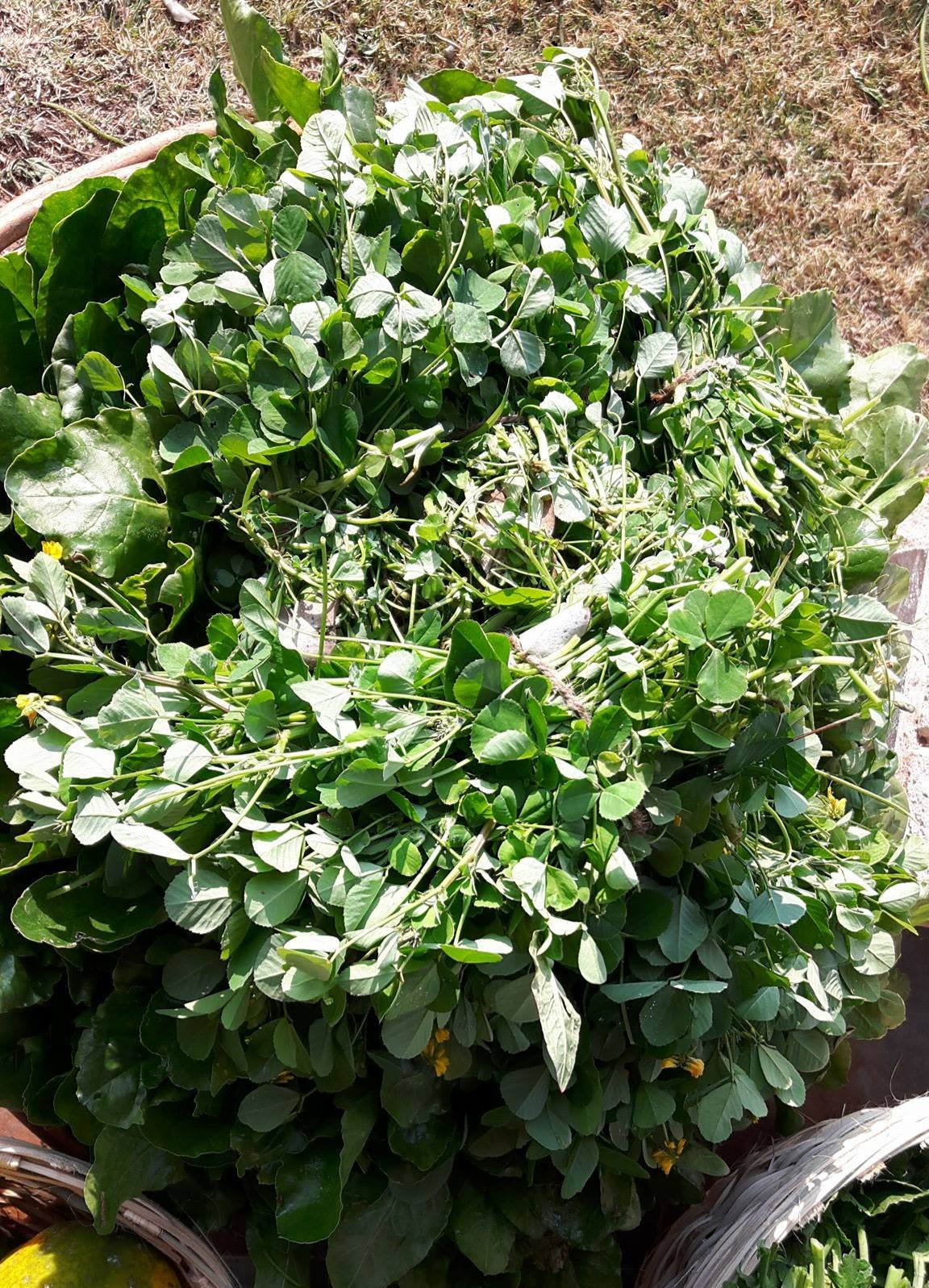 Fenugreek seeds