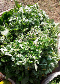 Fenugreek seeds