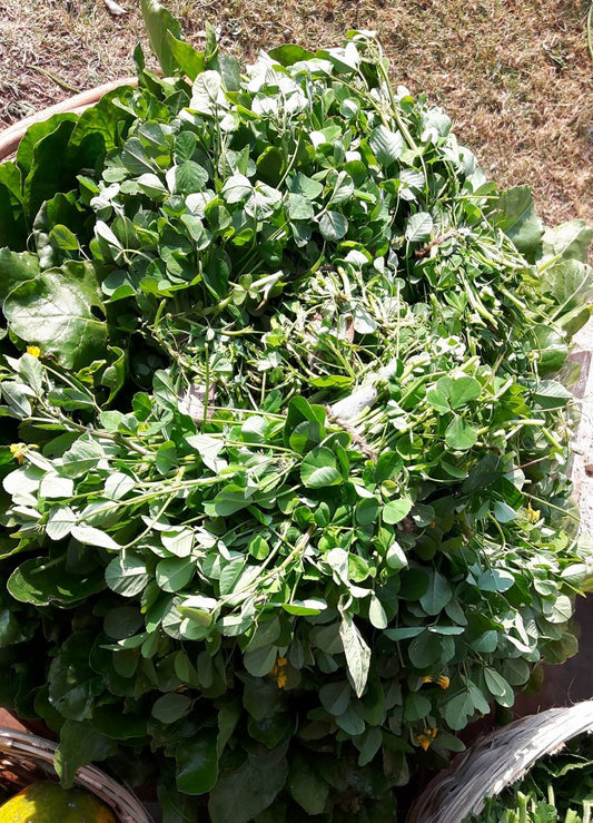 Fenugreek seeds