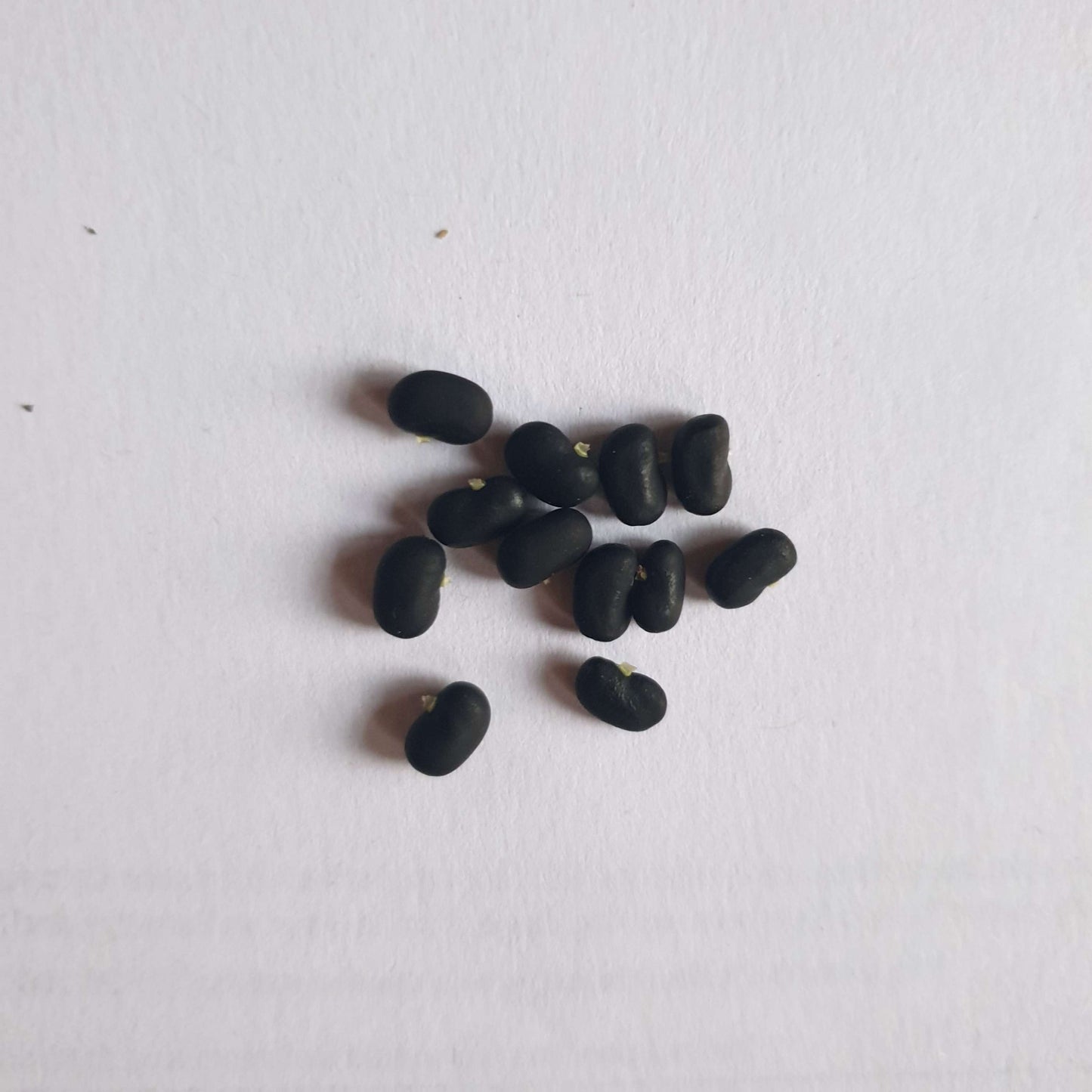 Blue Pea Flower | Aparajita Seeds