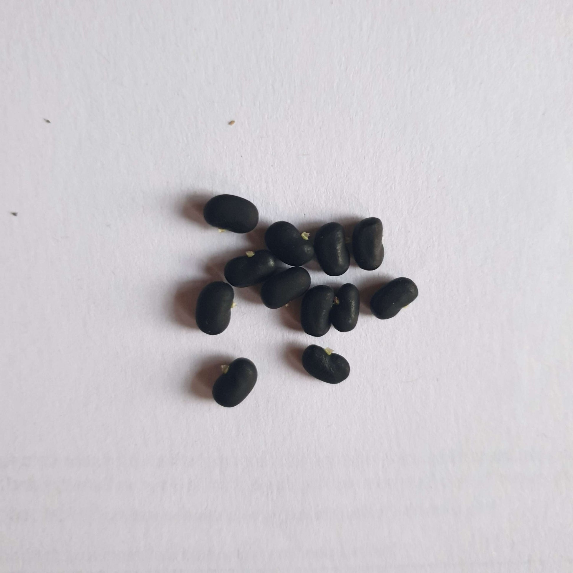 Blue Pea Flower | Aparajita Seeds