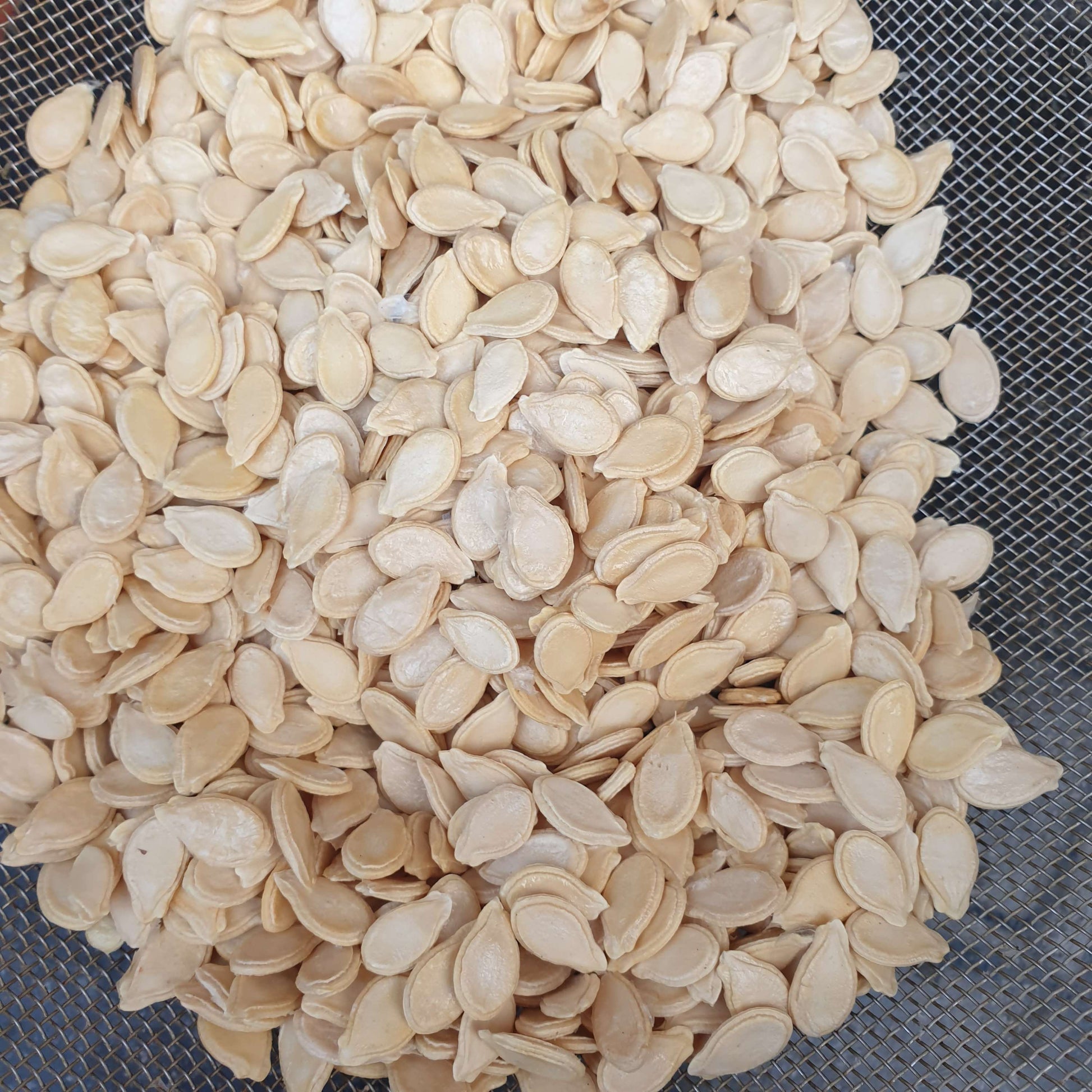 Ash Gourd | Petha Seeds