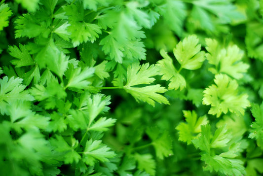 Parsley Seeds