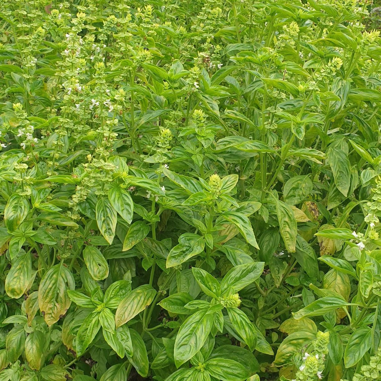 Italian Basil seeds
