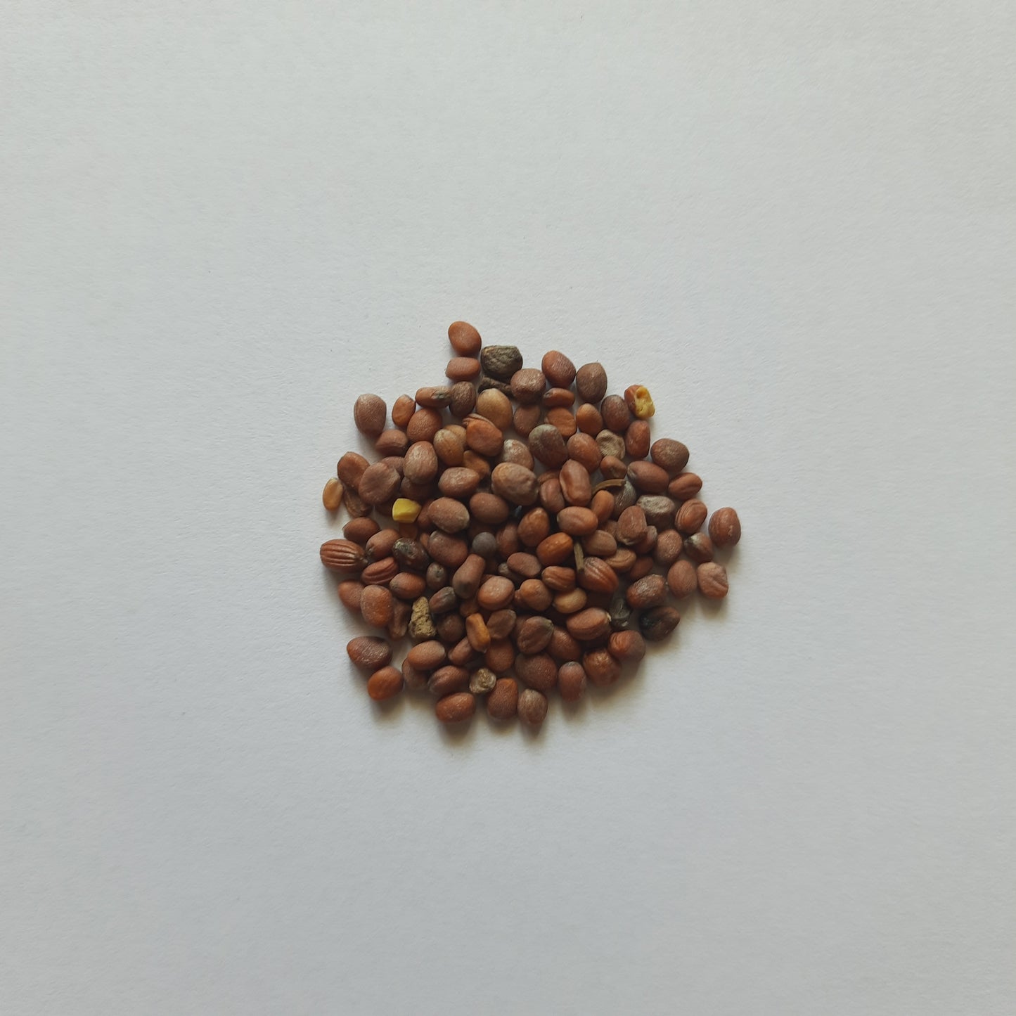 Radish Seeds