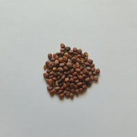 Radish Seeds