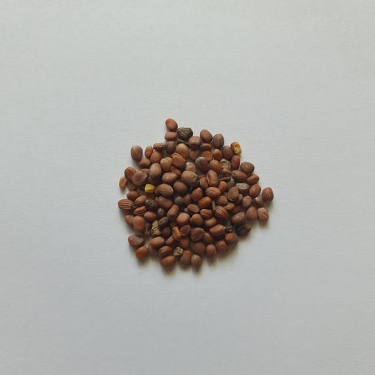 Radish Seeds