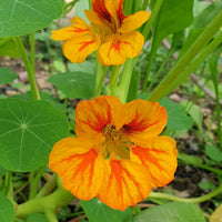 Nasturtium seeds