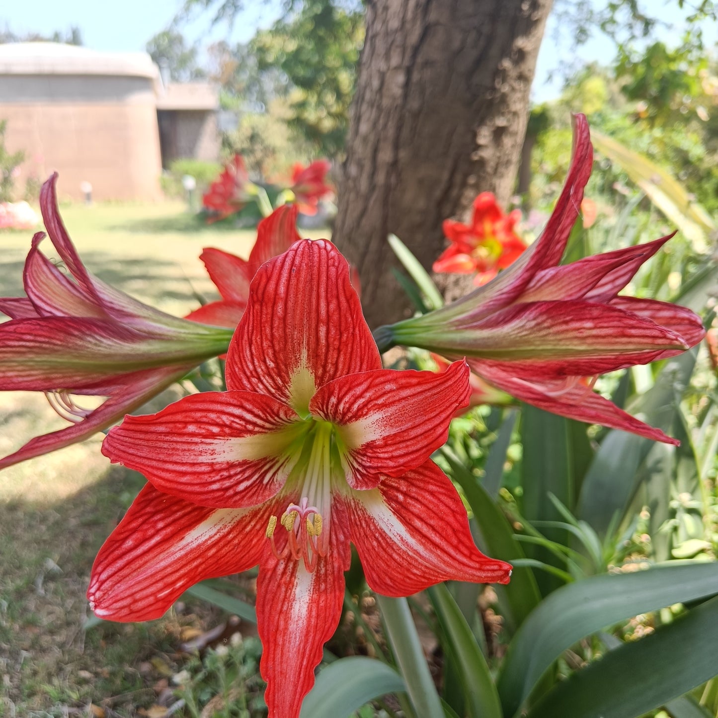 Amaryllis Bulb