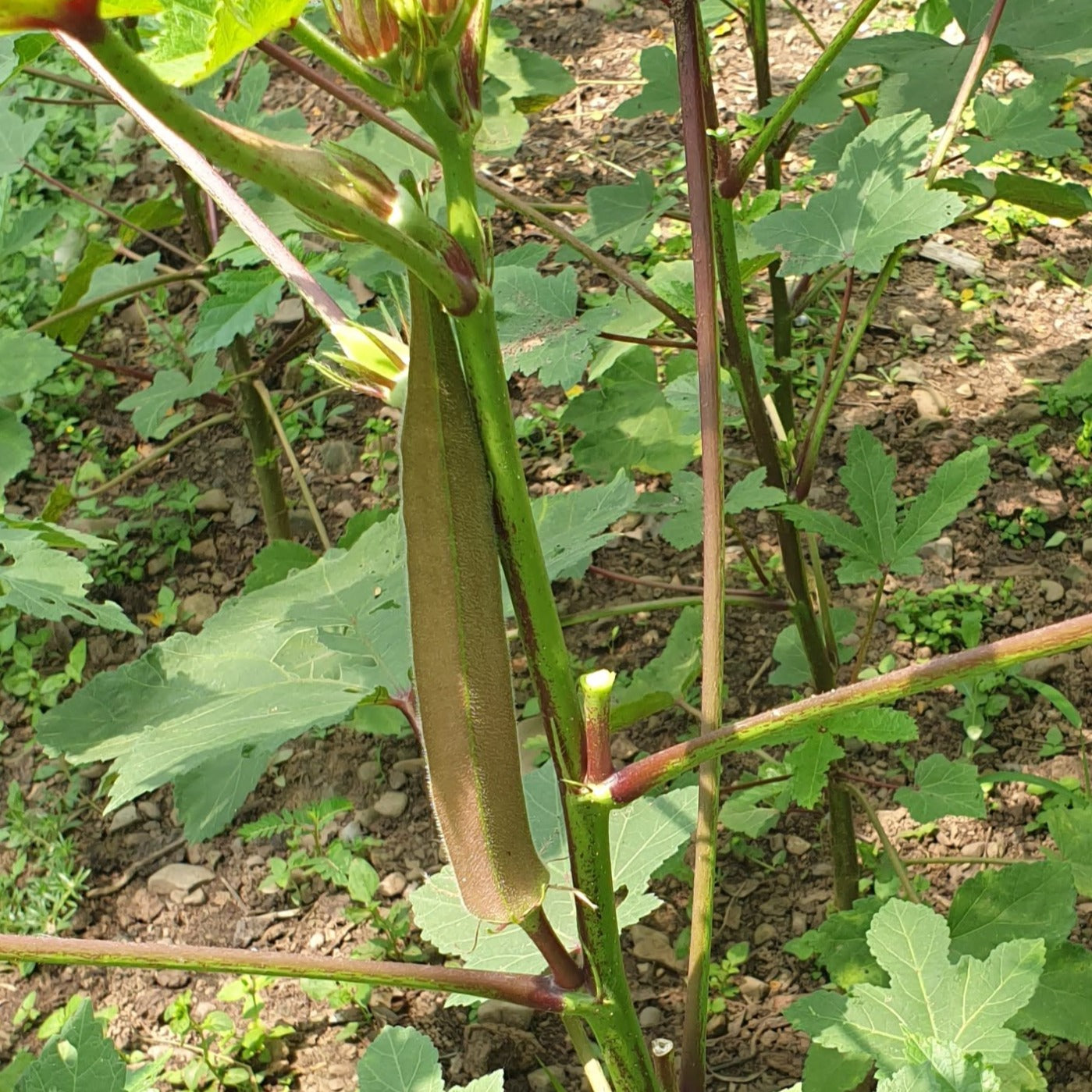 Okra (Bhindi) Seeds