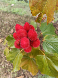 Sindoor Teeka Seeds