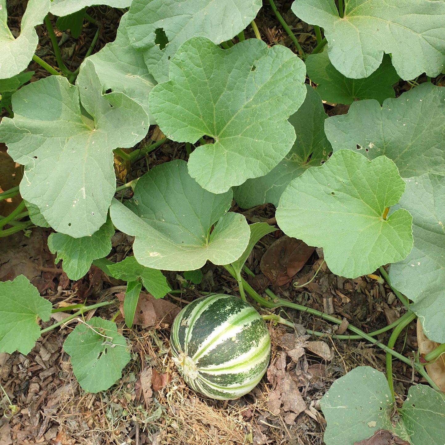 Muskmelon Seeds