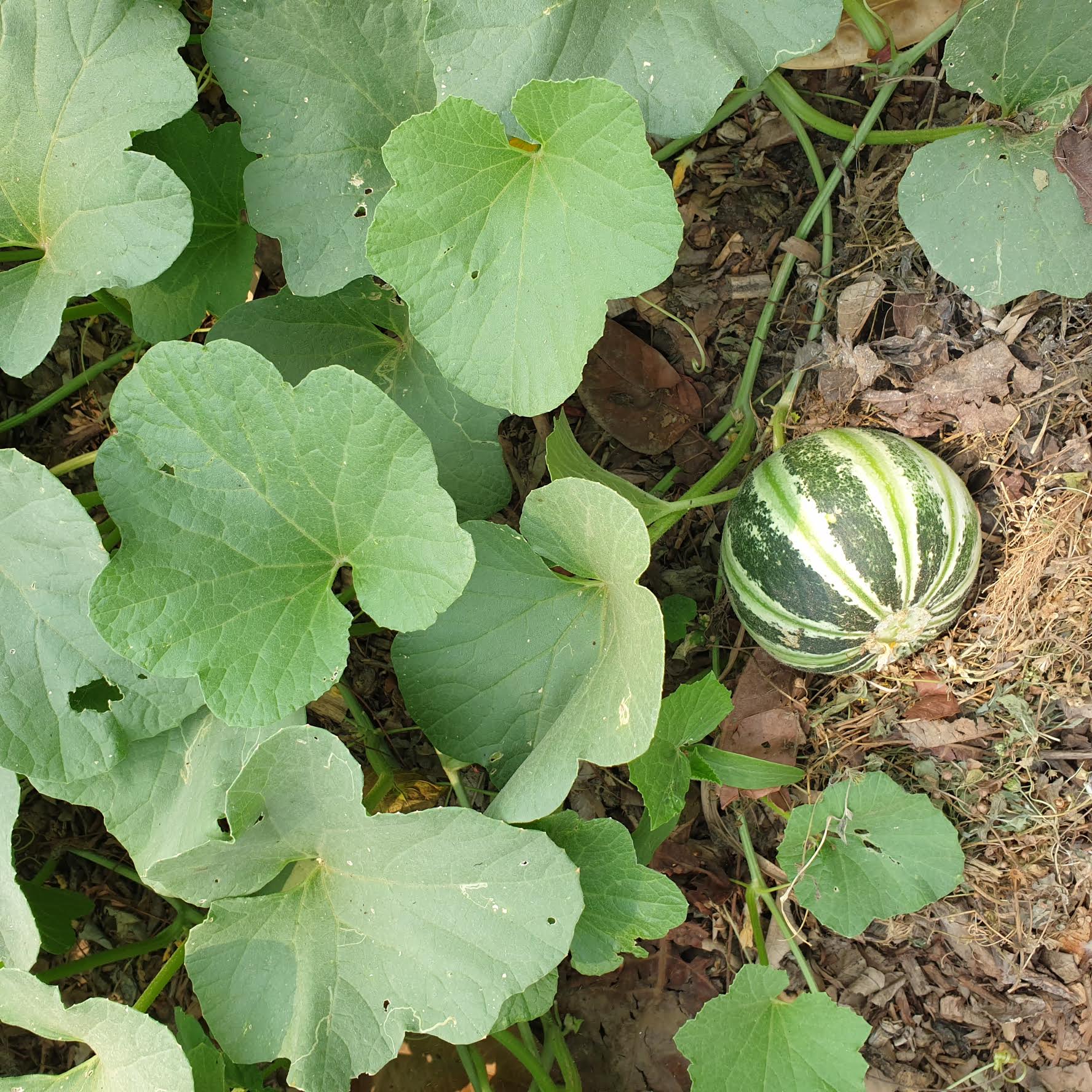 Muskmelon Seeds