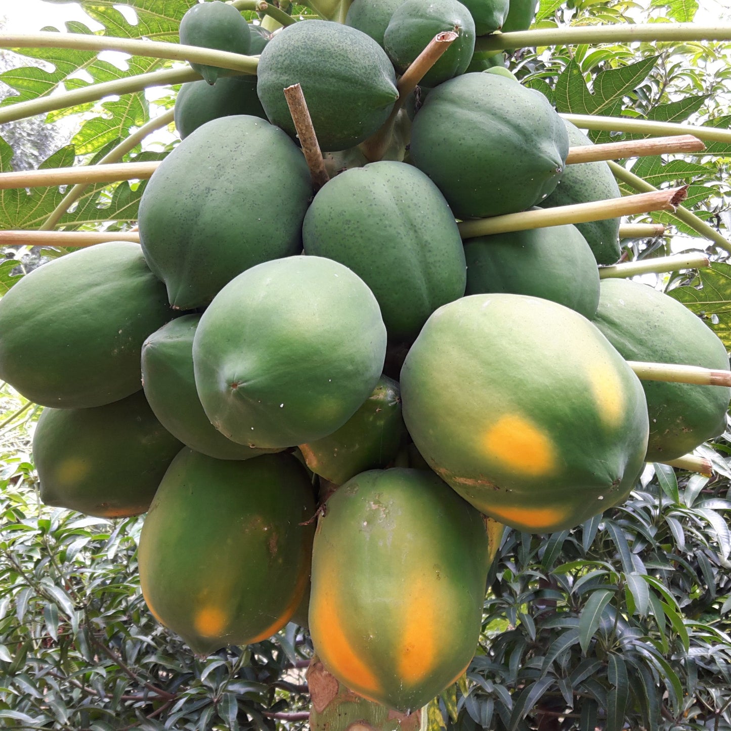 Papaya seeds