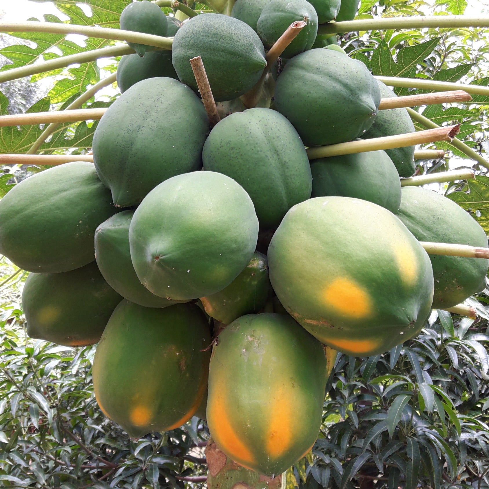 Papaya seeds