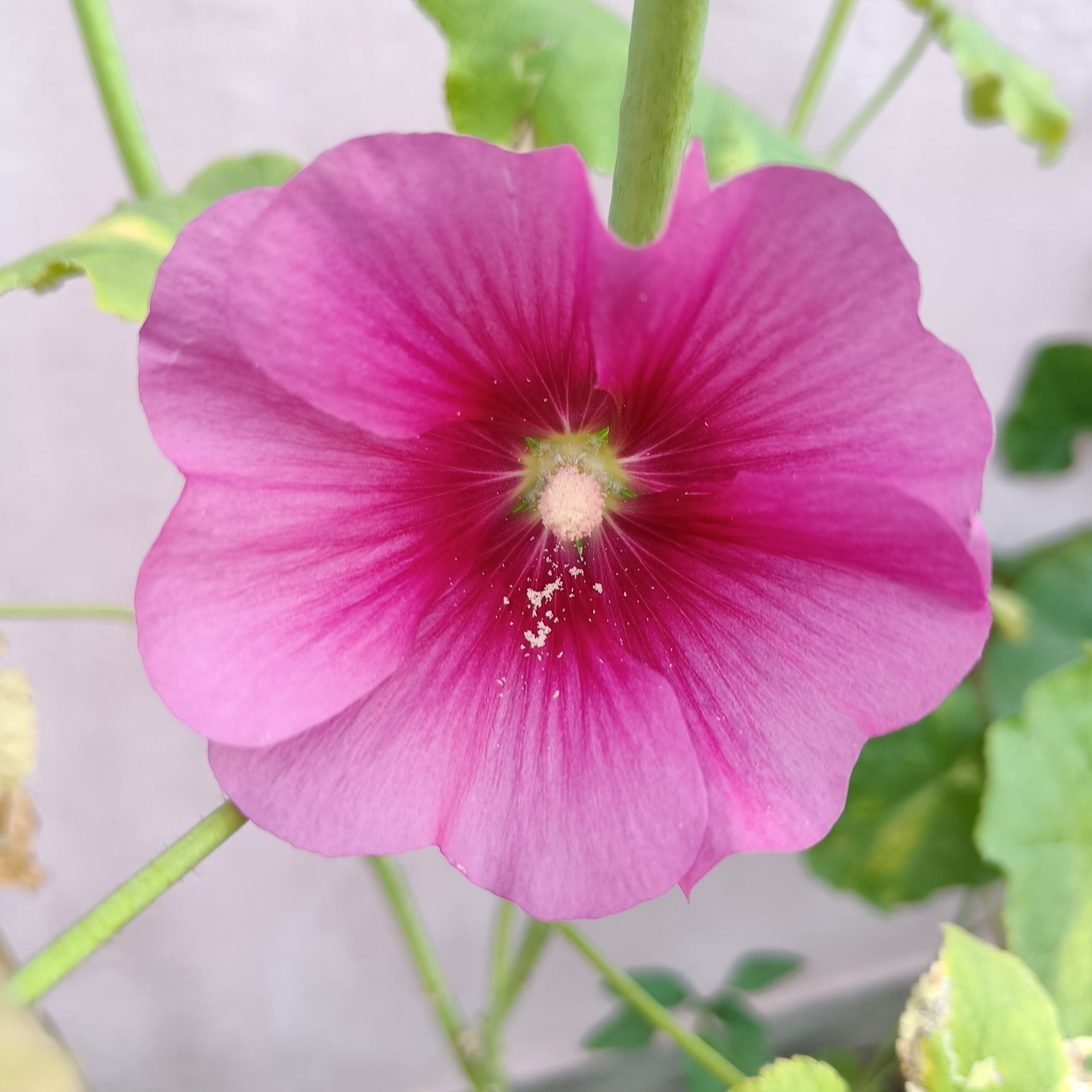 Hollyhock Seeds