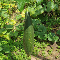 Sponge gourd (Tori) seeds