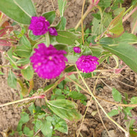 Gomphrena Seeds