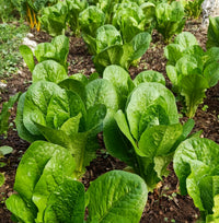 Lettuce Seeds