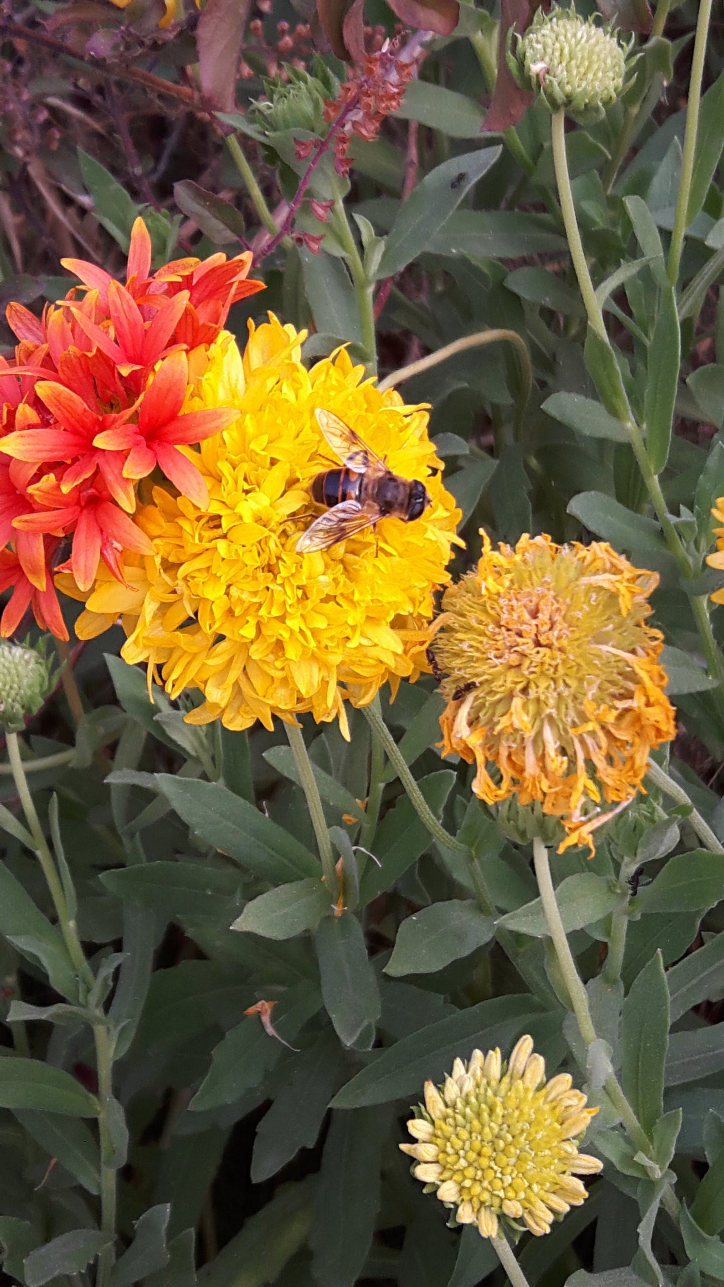 Marigold seeds
