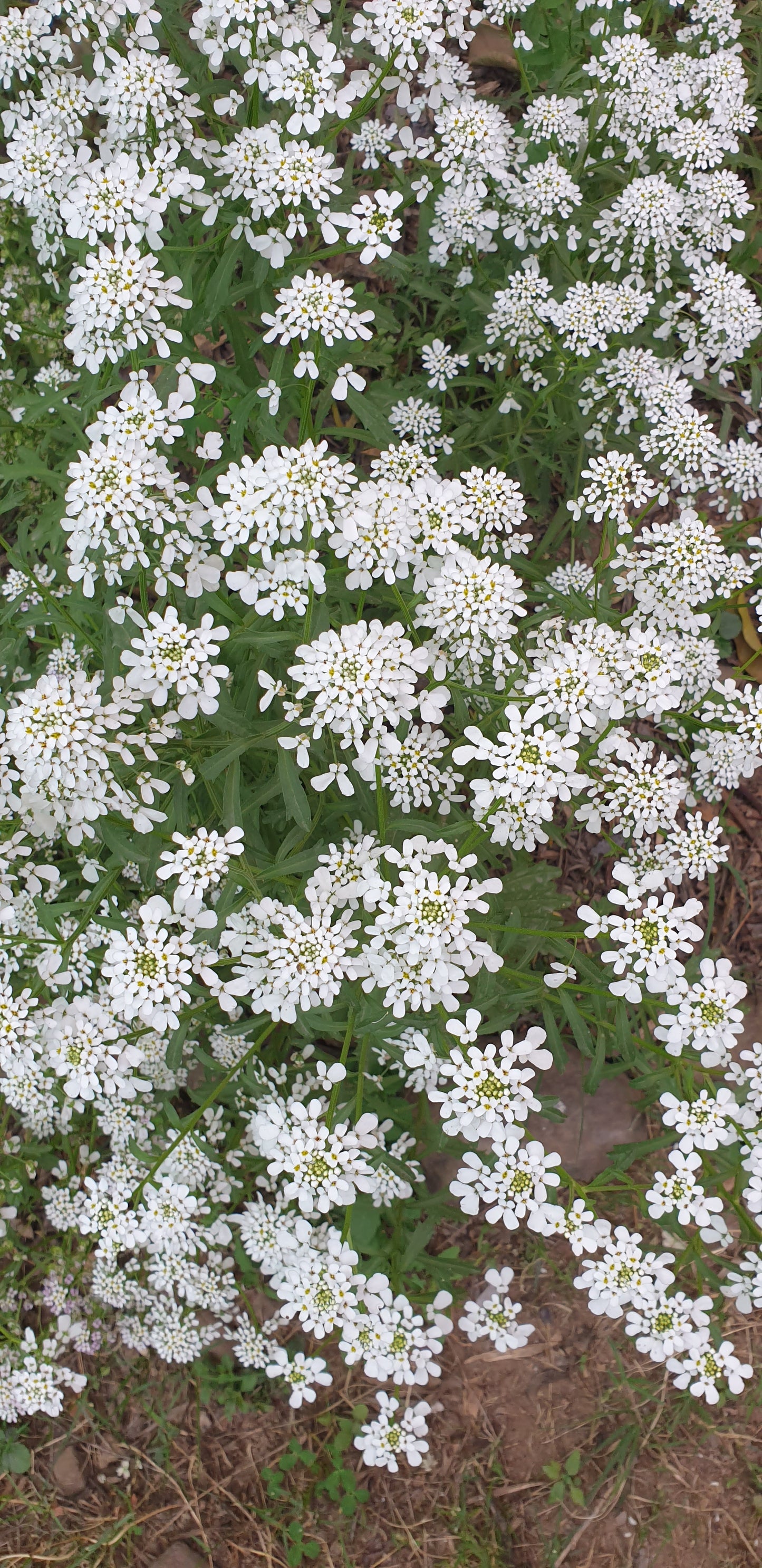 Candytuft Seeds