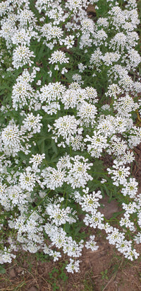 Candytuft Seeds