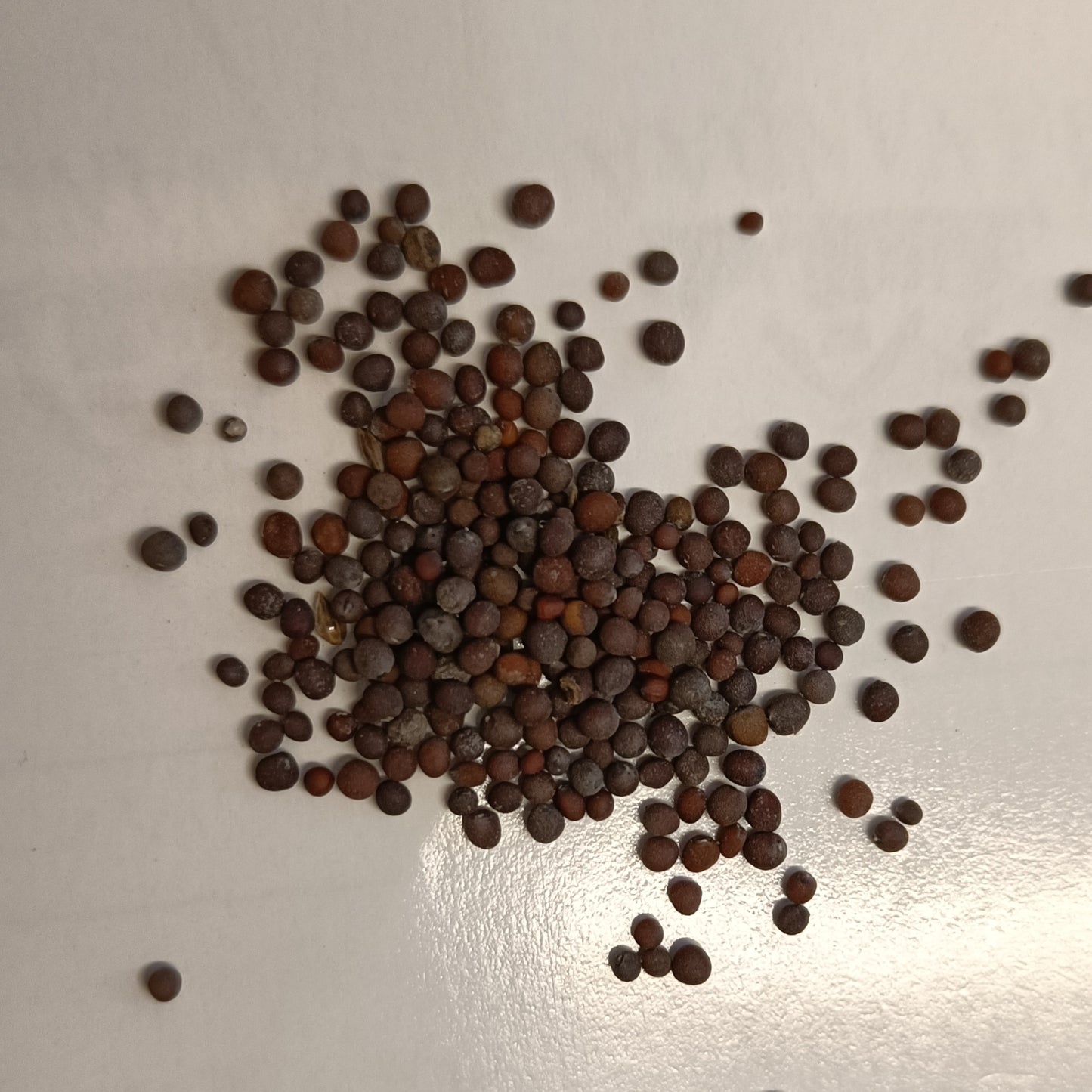 Mustard Seeds