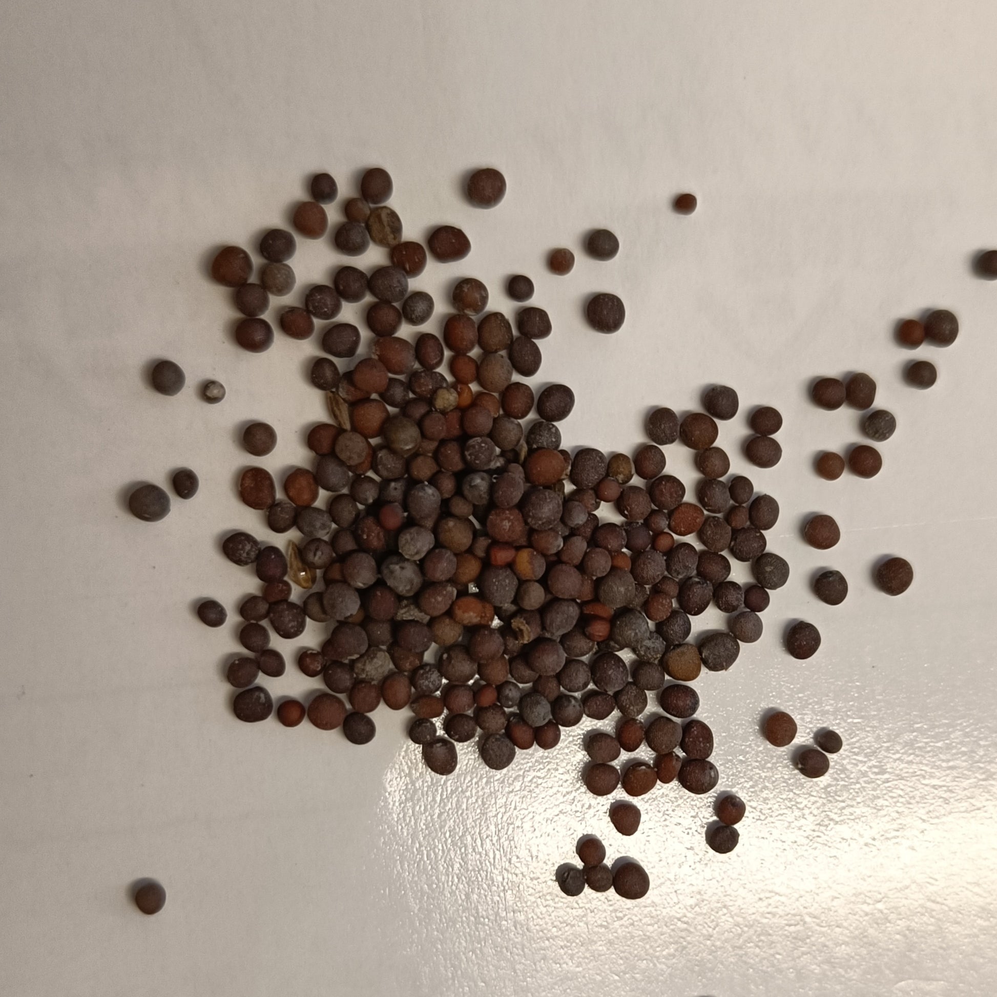 Mustard Seeds