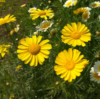 Crown Daisy Seeds