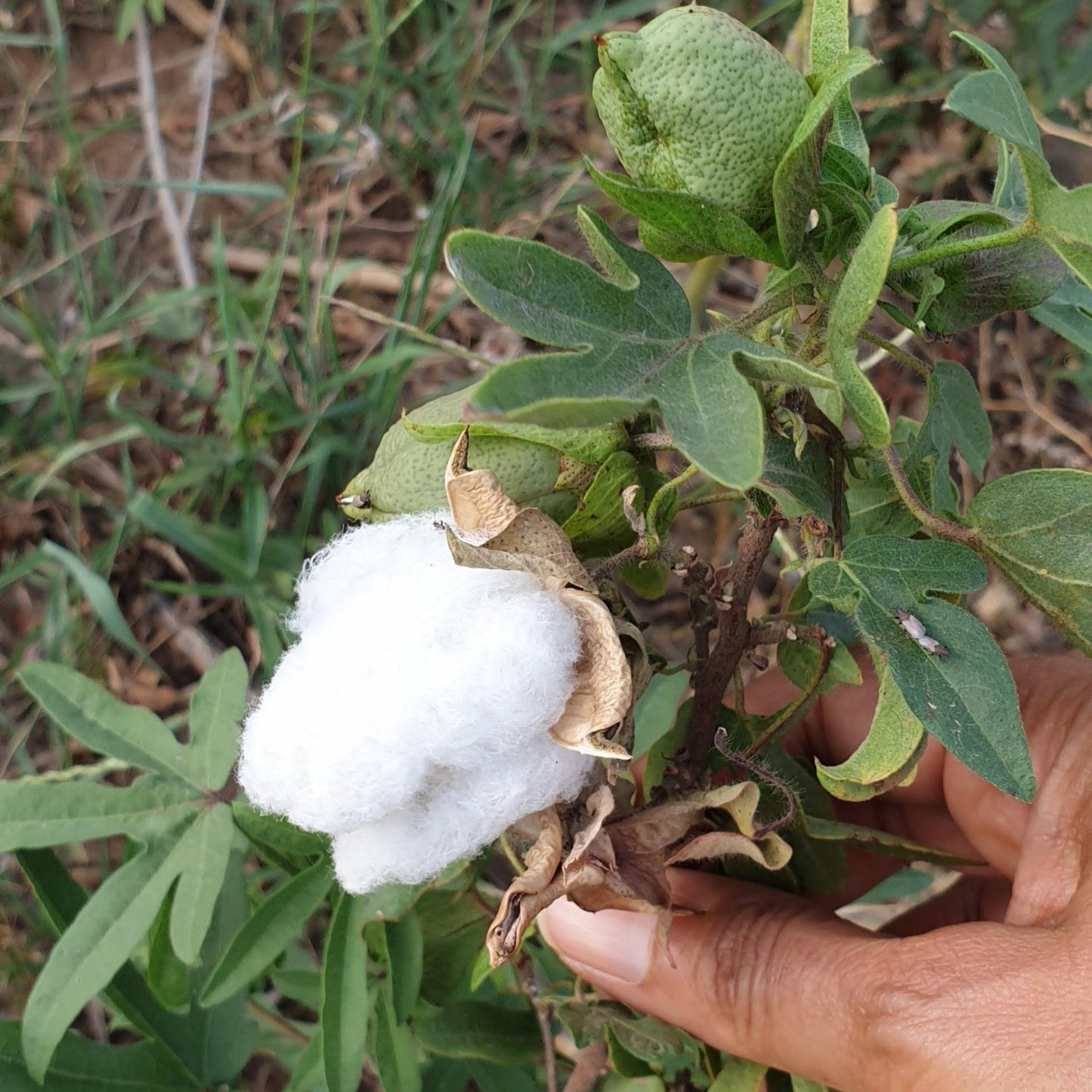 Cotton Seeds