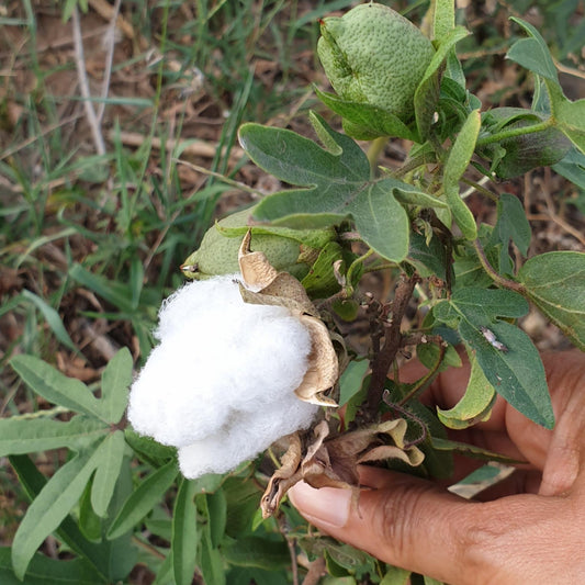 Cotton Seeds