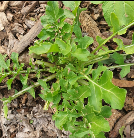 Rocket (Arugula) Seeds