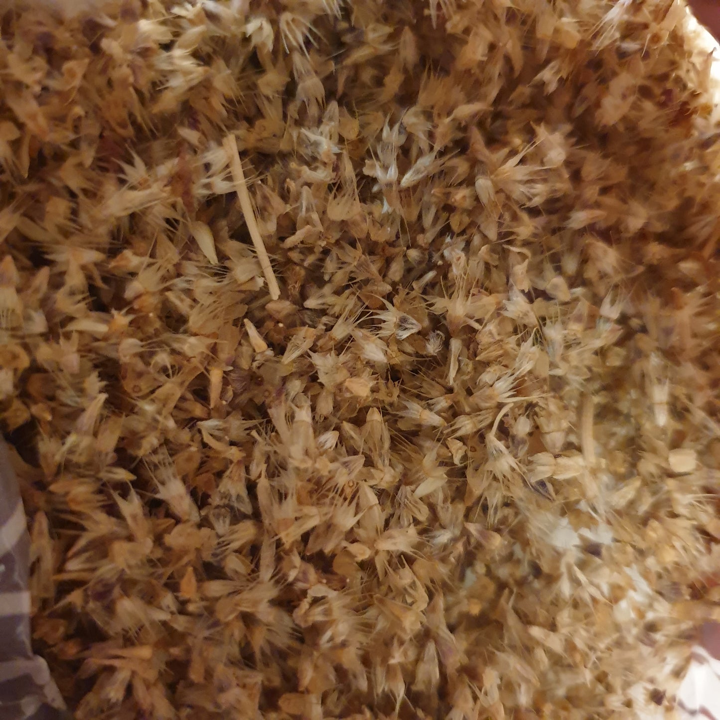 Firewheel (Gaillardia) seeds