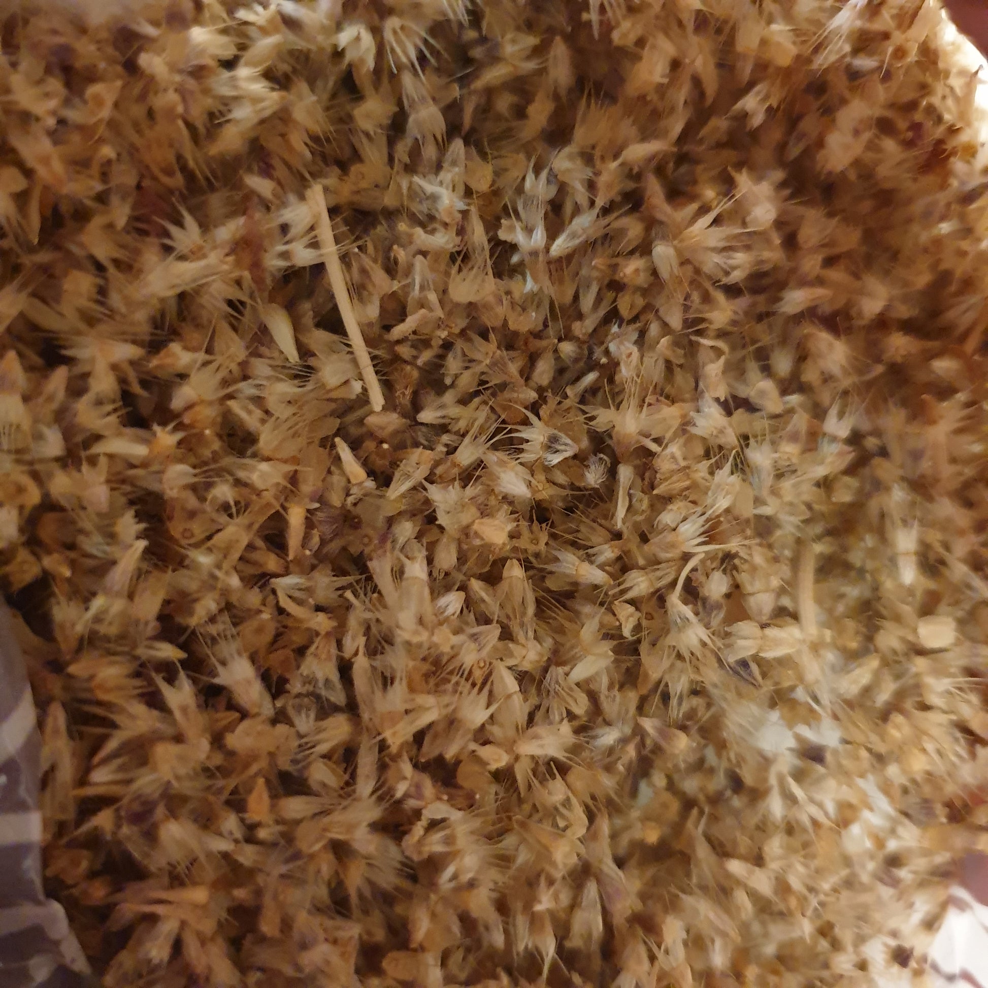 Firewheel (Gaillardia) seeds