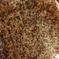Firewheel (Gaillardia) seeds