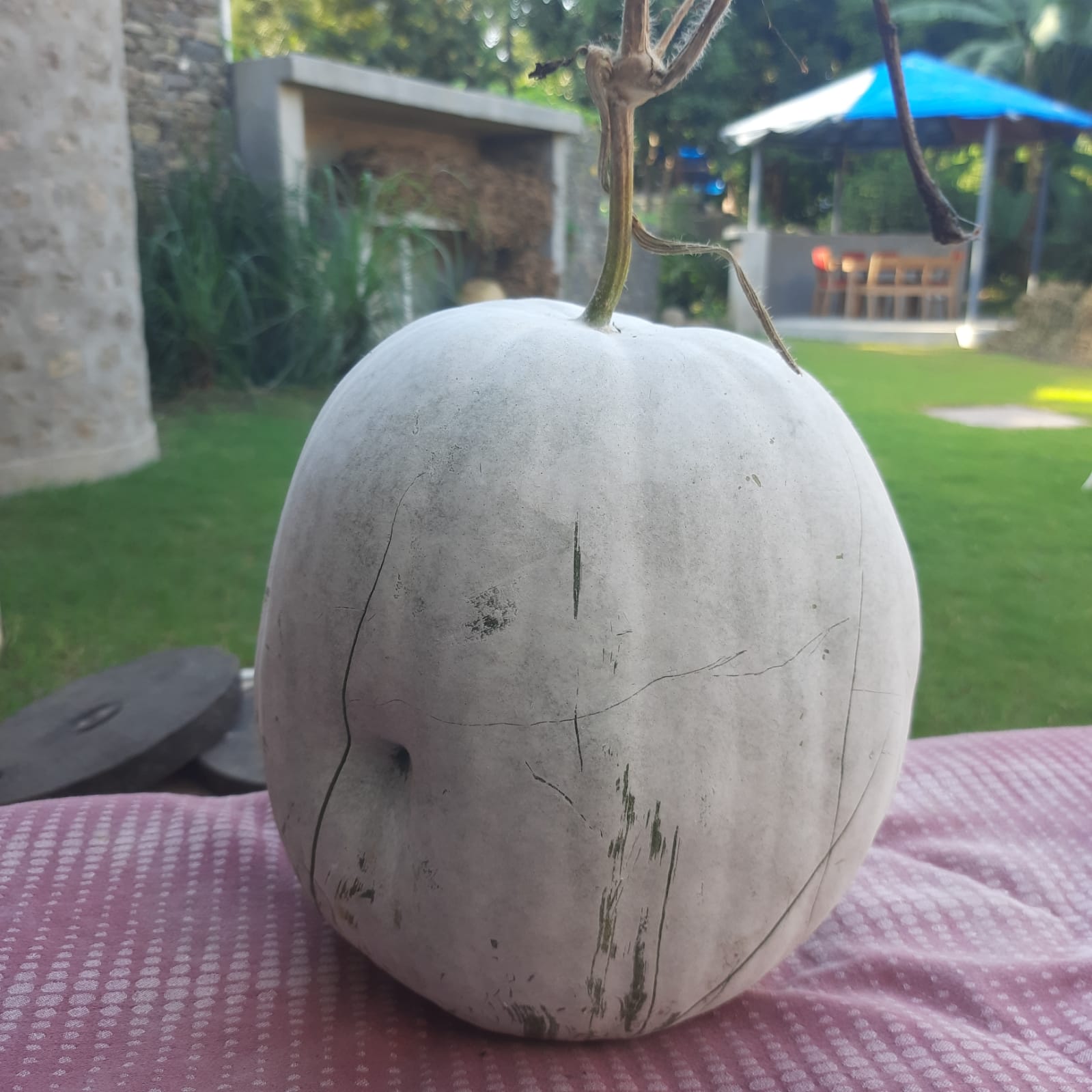 Ash Gourd | Petha Seeds
