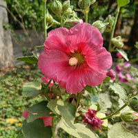 Hollyhock Seeds