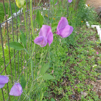 Sweet Pea Seeds