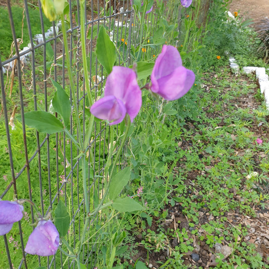 Sweet Pea Seeds
