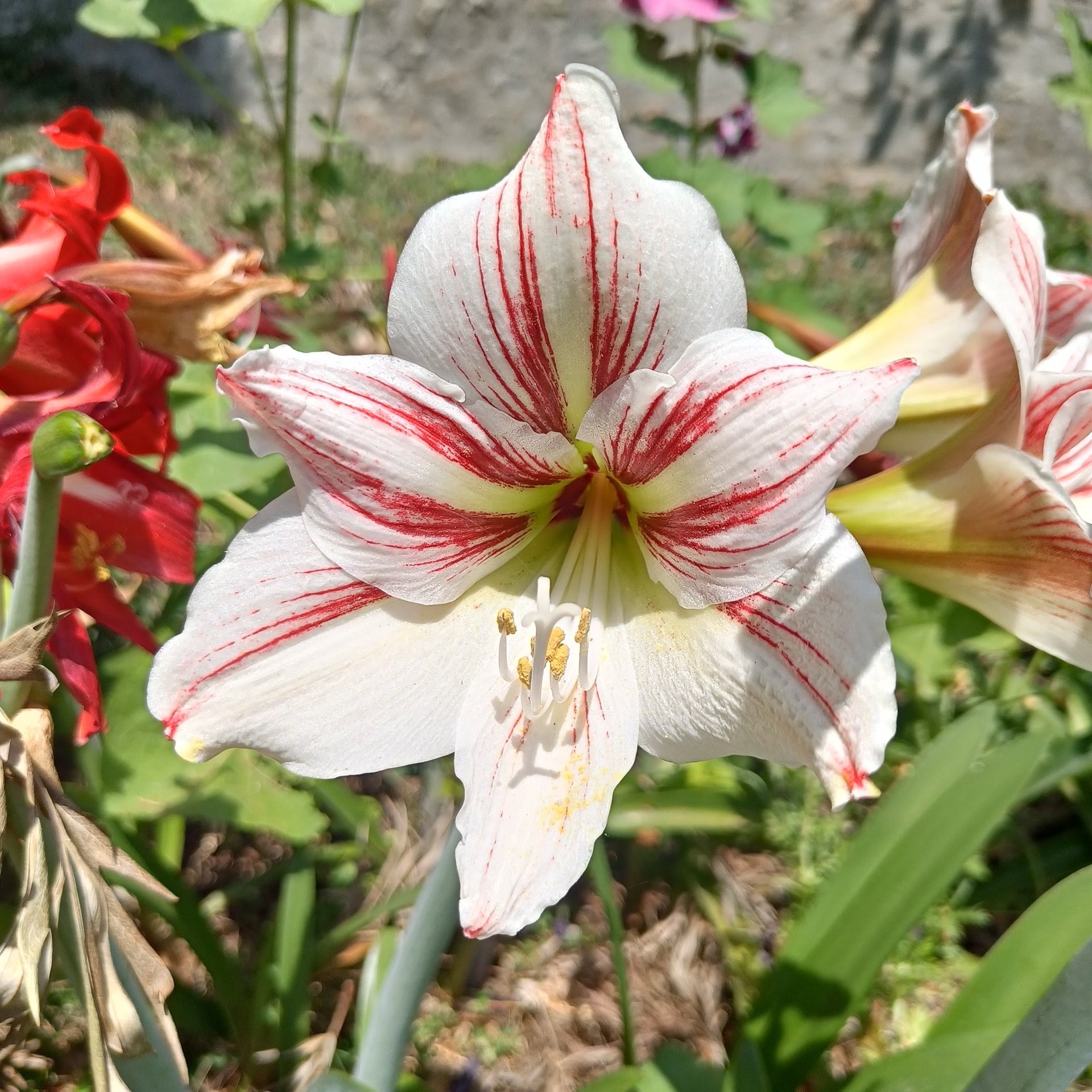 Amaryllis Bulb