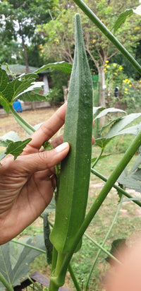 Okra (Bhindi) Seeds