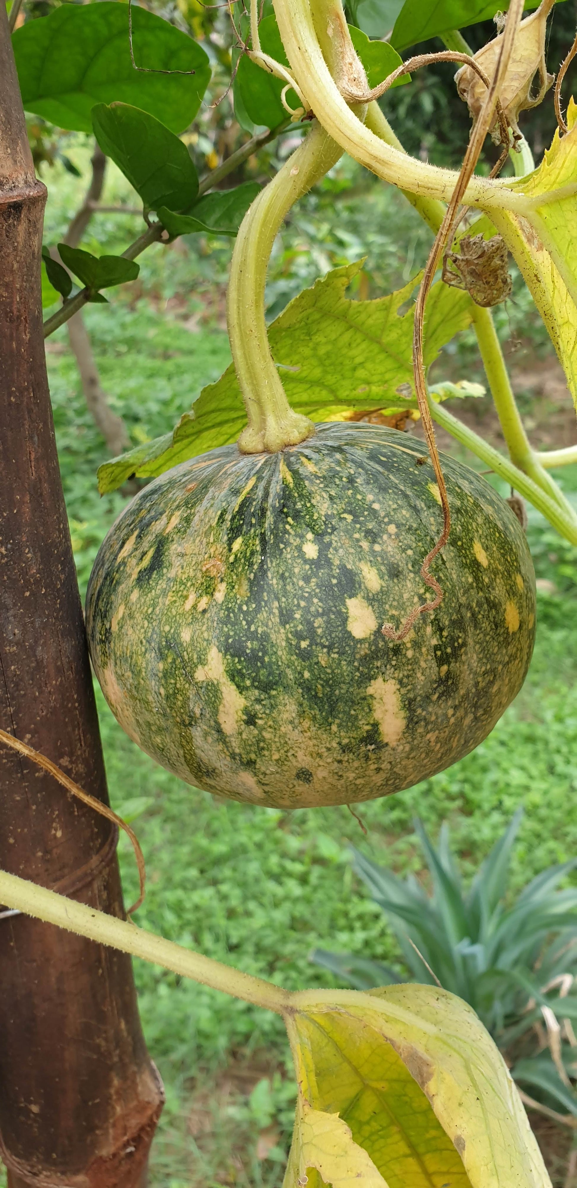 Pumpkin Seeds
