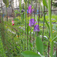 Sweet Pea Seeds